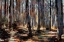 Picture of THE FOREST FLOOR I