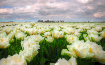 Picture of TULIP FIELD