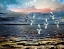 Picture of GULLS