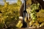Picture of WHITE WINE AND GREEN GRAPES