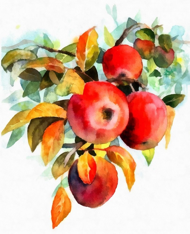 Picture of APPLES