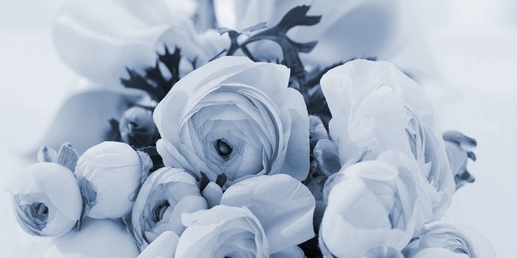 Picture of BLUE ROSE GARDEN