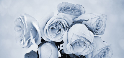 Picture of SOFT BLUE ROSE GARDEN