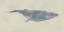 Picture of WHALE WHALE WHALE !