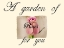 Picture of PINK ROSE