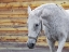 Picture of BARN HORSE