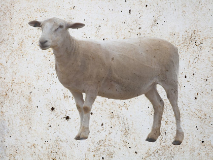 Picture of SHEEPISH