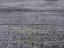 Picture of LAVENDER FIELD
