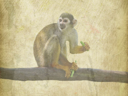 Picture of MONKEY AROUND