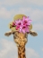 Picture of GIRAFFE FLORAL 2