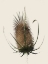 Picture of CALIVENI 1