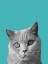 Picture of PURFECT CAT