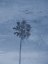 Picture of BLUE CARIBBEAN