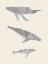 Picture of WHALE TRIO