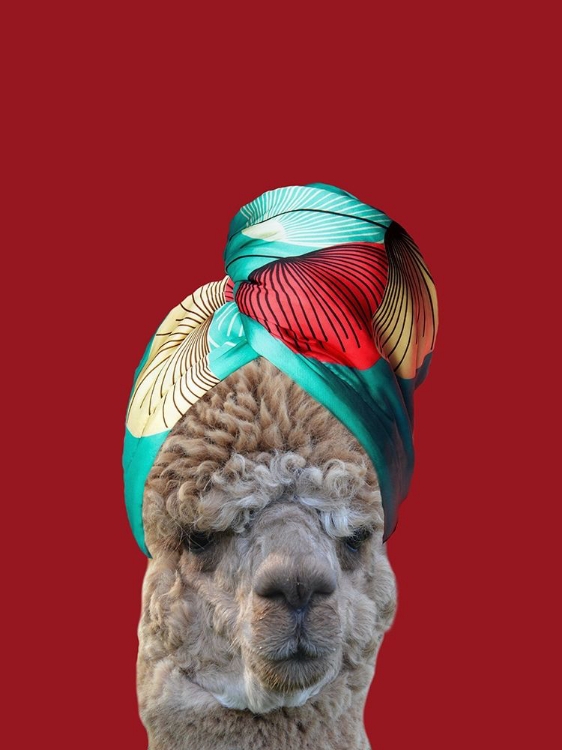 Picture of BEAUTY LLAMA