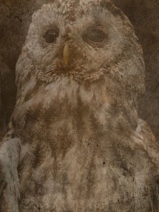 Picture of HIDDEN OWL