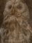 Picture of HIDDEN OWL