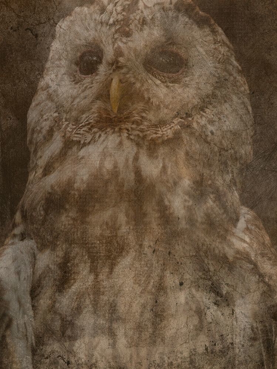 Picture of HIDDEN OWL