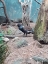 Picture of BIRD