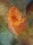 Picture of RAINBOW TULIP 1