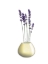 Picture of LAVENDER