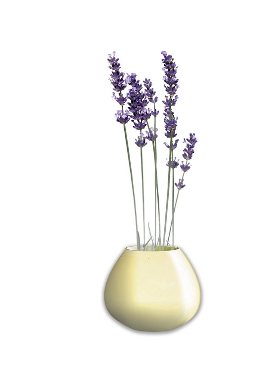 Picture of LAVENDER