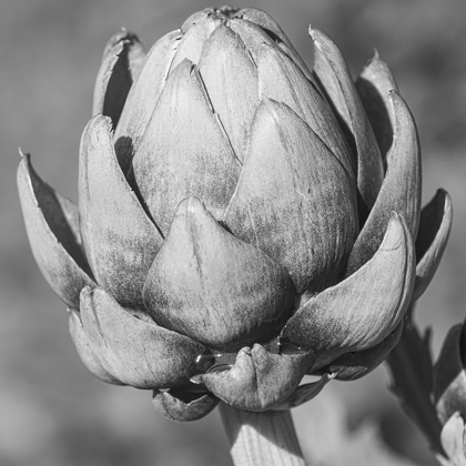 Picture of ARTICHOKE