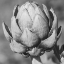 Picture of ARTICHOKE