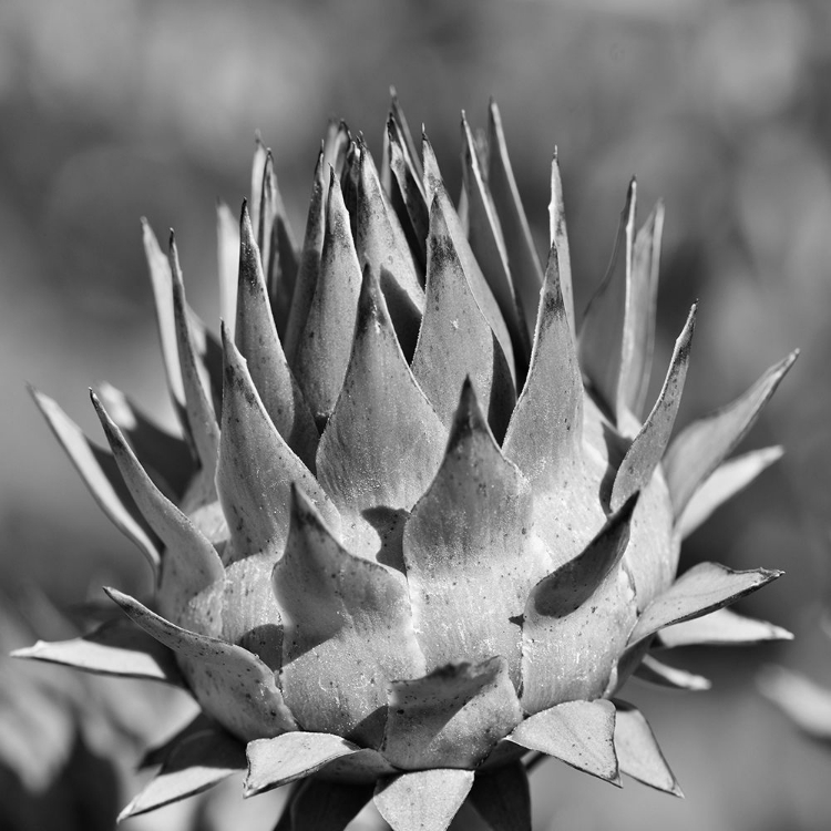 Picture of ARTICHOKE 2