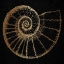 Picture of GOLD SHELL 2