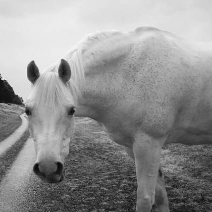 Picture of WHITE ENCHANTMENT