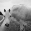 Picture of WHITE ENCHANTMENT