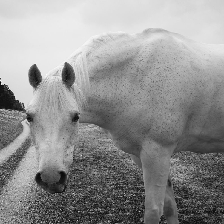 Picture of WHITE ENCHANTMENT