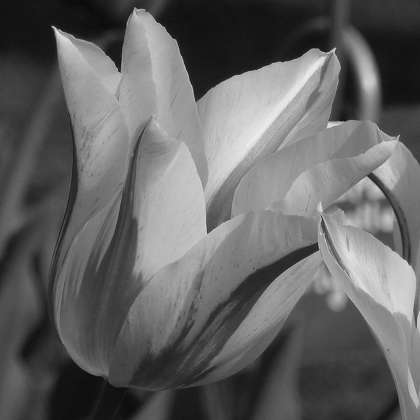 Picture of TULIP BW