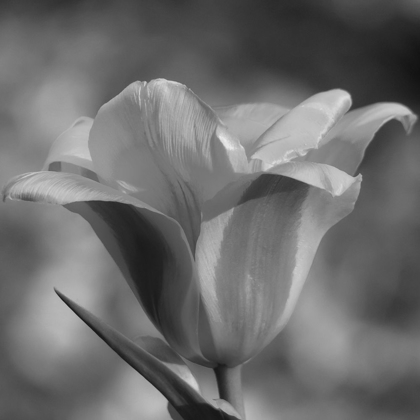 Picture of TULIP BW 3