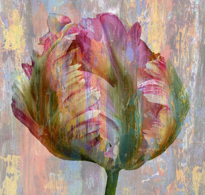 Picture of TULIP ABSTRACT