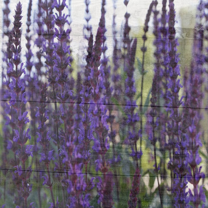 Picture of LAVENDER FLOWER