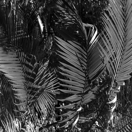 Picture of BLACK PALM