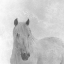 Picture of WISE HORSE