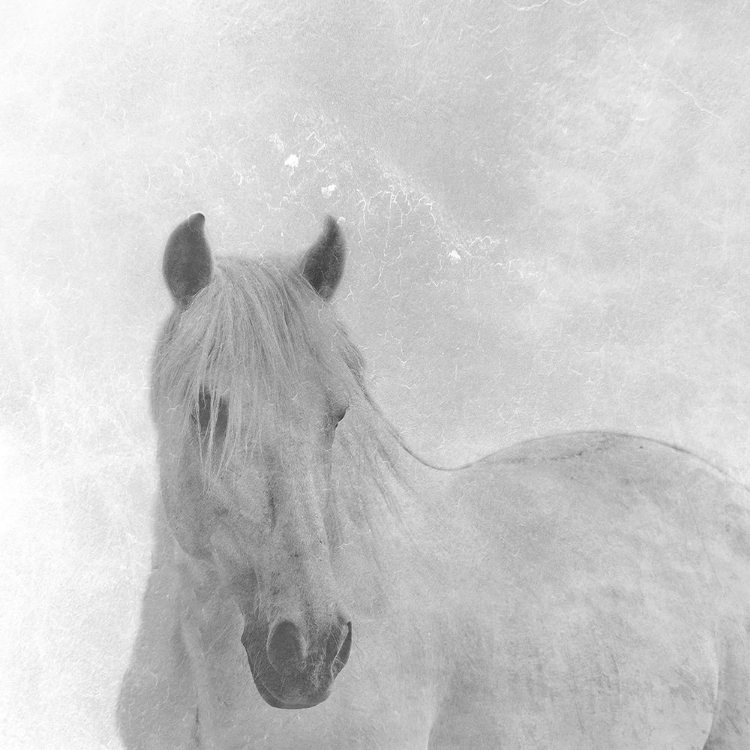 Picture of WISE HORSE