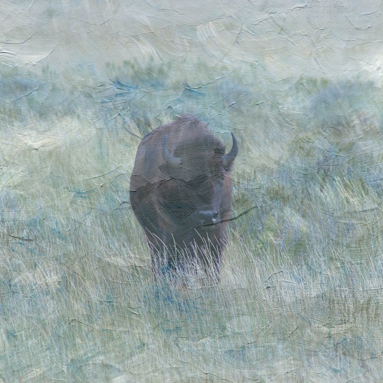 Picture of BISON