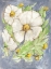 Picture of MITILIJA POPPIES