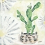 Picture of BONO CACTUS
