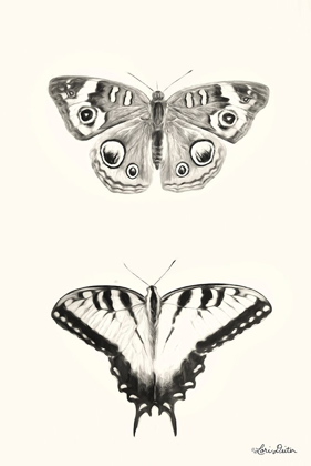 Picture of BUTTERFLIES    