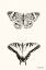 Picture of BUTTERFLIES    