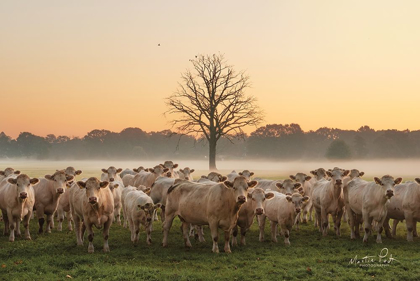 Picture of JUST COME COWS AND A DEAD TREE