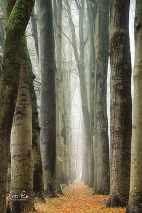 Picture of NARROW ALLEY IN THE NETHERLANDS    