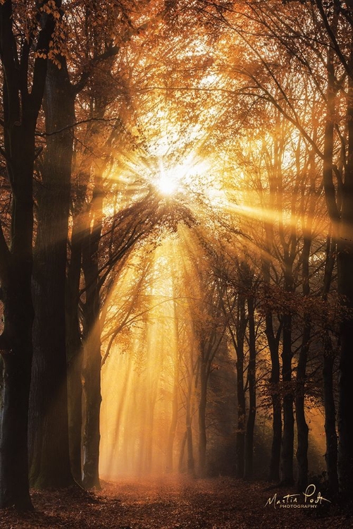 Picture of SUNBURST    