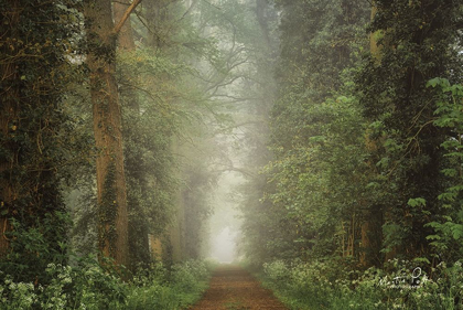 Picture of MISTY SPRING ROAD