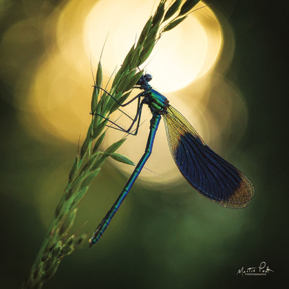 Picture of DAMSELFLY IN BACKLIGHT